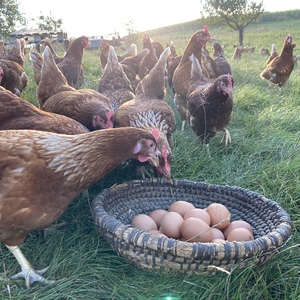 Meine Schale der Dankbarkeit