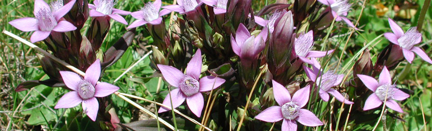 Propstei- und Stadtpfarre Eisenstadt-Oberberg / Rudolf Paradeis