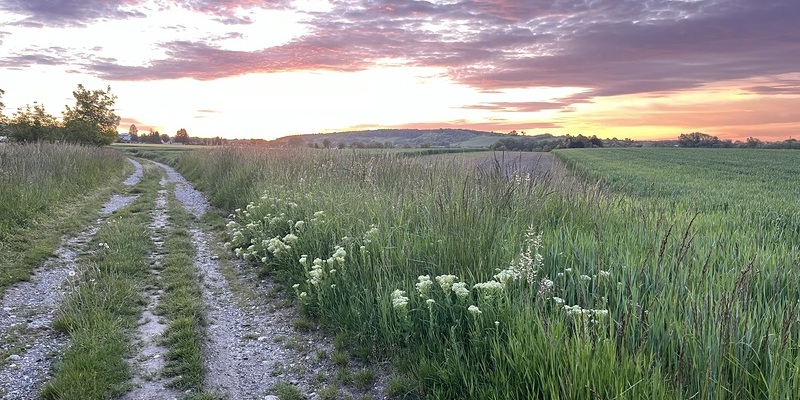 Ein Feldweg mit Abendstimmung