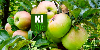 Reife Äpfel am Baum.