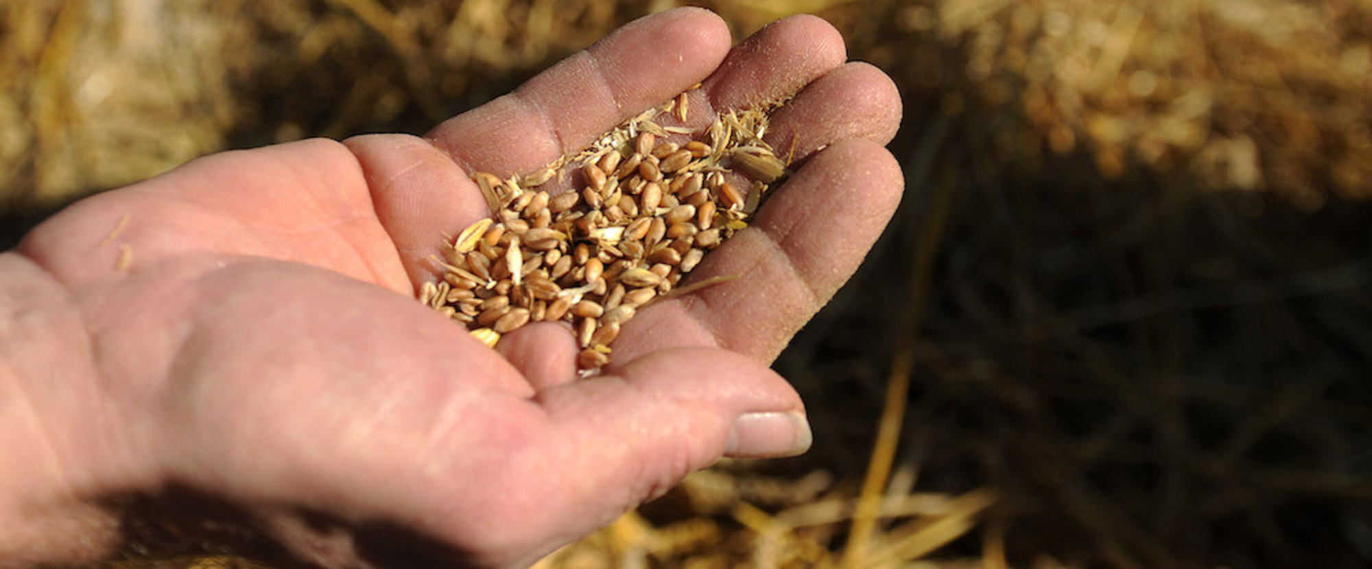 Ein Bauer hält in seiner Hand Getreidesamen, die er geerntet hat. Im Hintergrund ist gedroschener Stroh zu sehen. Dieses Bild ist Teil des Features 'Erntedank'.